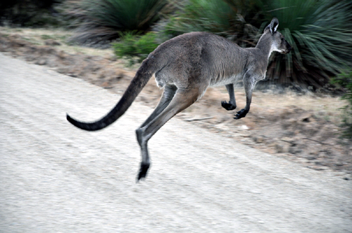 kangoeroe-op-de-weg