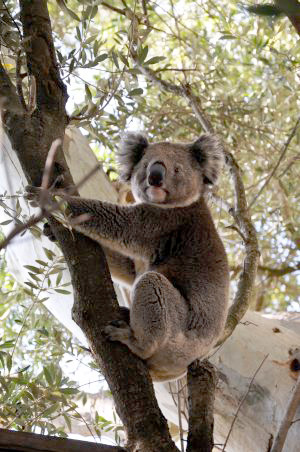 Koala in boom